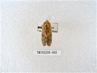 藏品(木舟蛾屬)的圖片